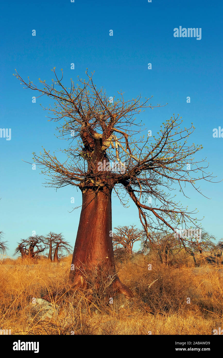 Baobab / Affenbrotbaum Stock Photo Alamy