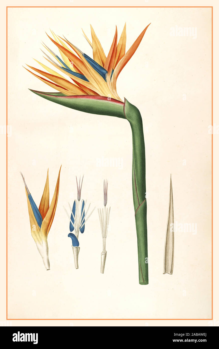 STRELITZIA 1800's Vintage lithograph Bird of Paradise - Strelitzia reginae - circa 1812 Botanical -Flower -  Bird , colour illustration. Botanical illustration 19th Century Stock Photo