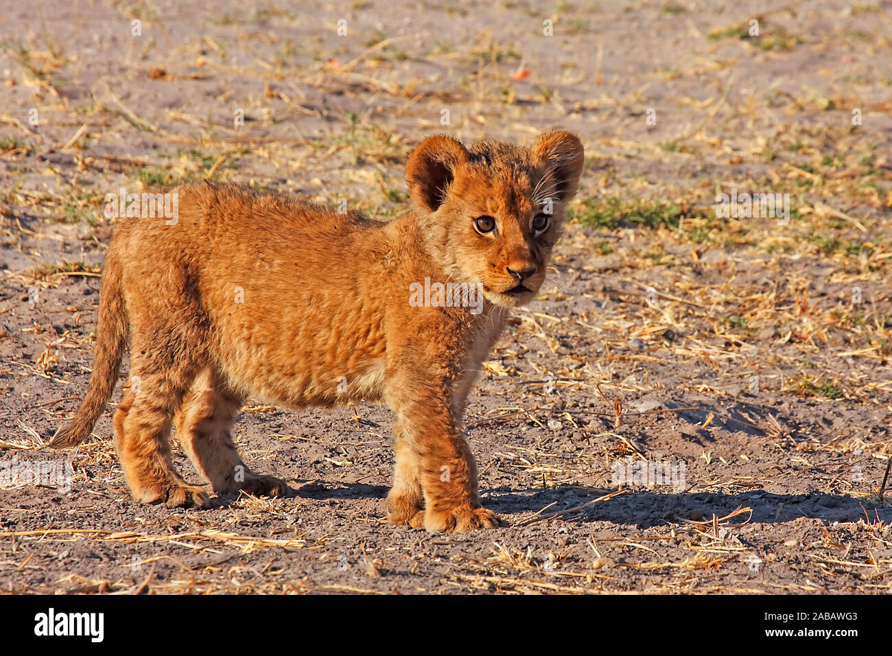 Junger Löwe, Löwenbaby, Tierkinder, Afrika, Botswana, Stock Photo