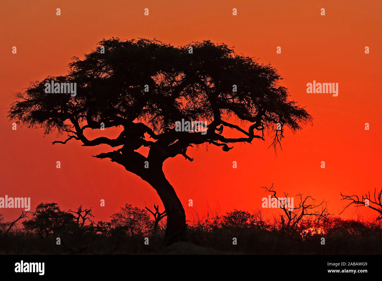 Baum vor Sonnenuntergang, Silhouette Stock Photo