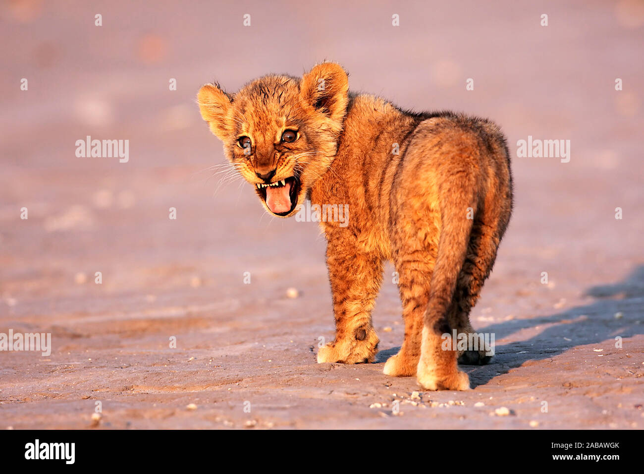 Junger Löwe, Löwenbaby, Tierkinder, Afrika, Botswana, Stock Photo