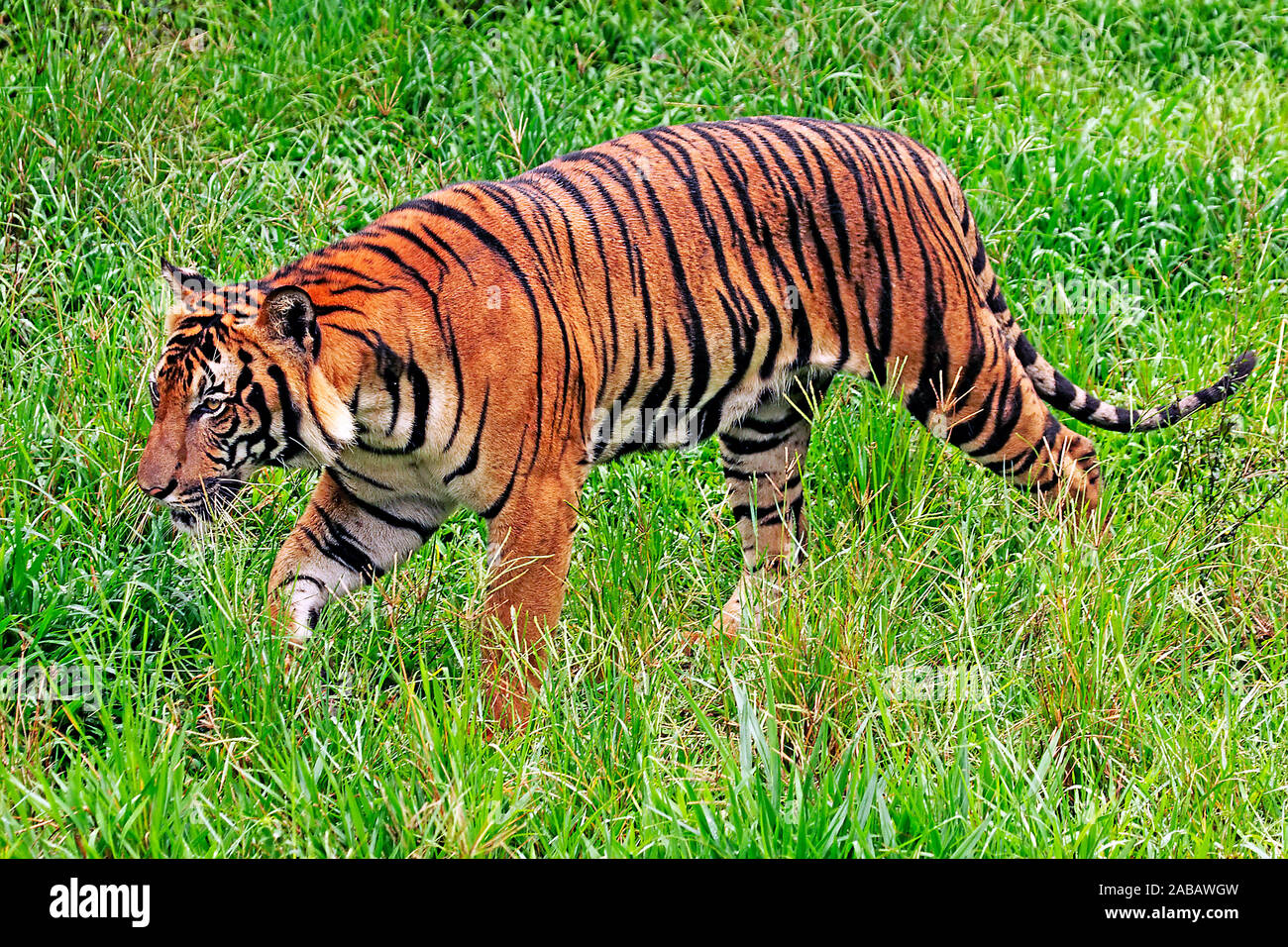 Malayischer Tiger Stock Photo