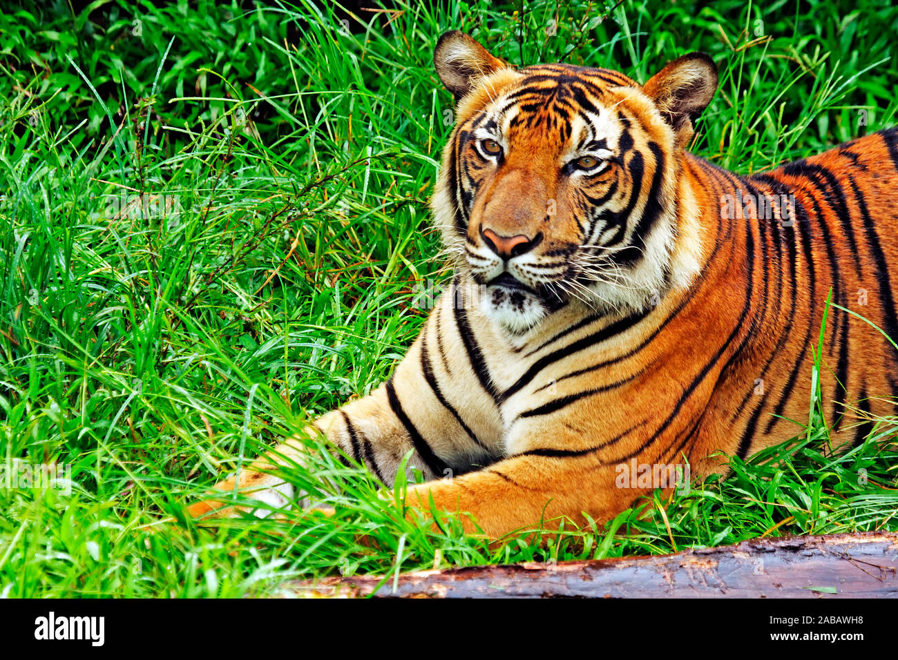 Malayischer Tiger Stock Photo