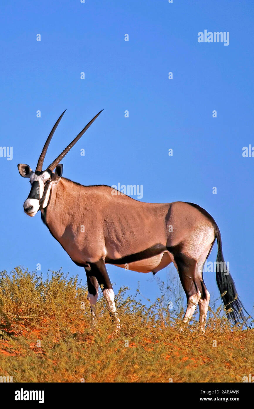 Oryx-Antilope / Gemsbock / Spiesbock Stock Photo