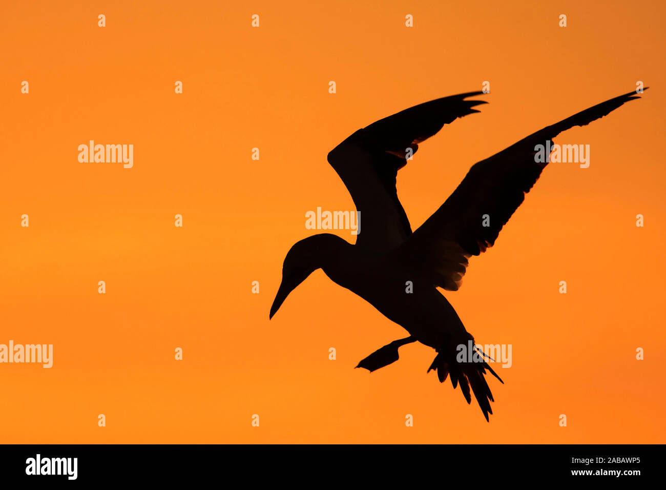 Basstolpel Vor Sonnenuntergang Als Silhouette Afrika Stock Photo Alamy