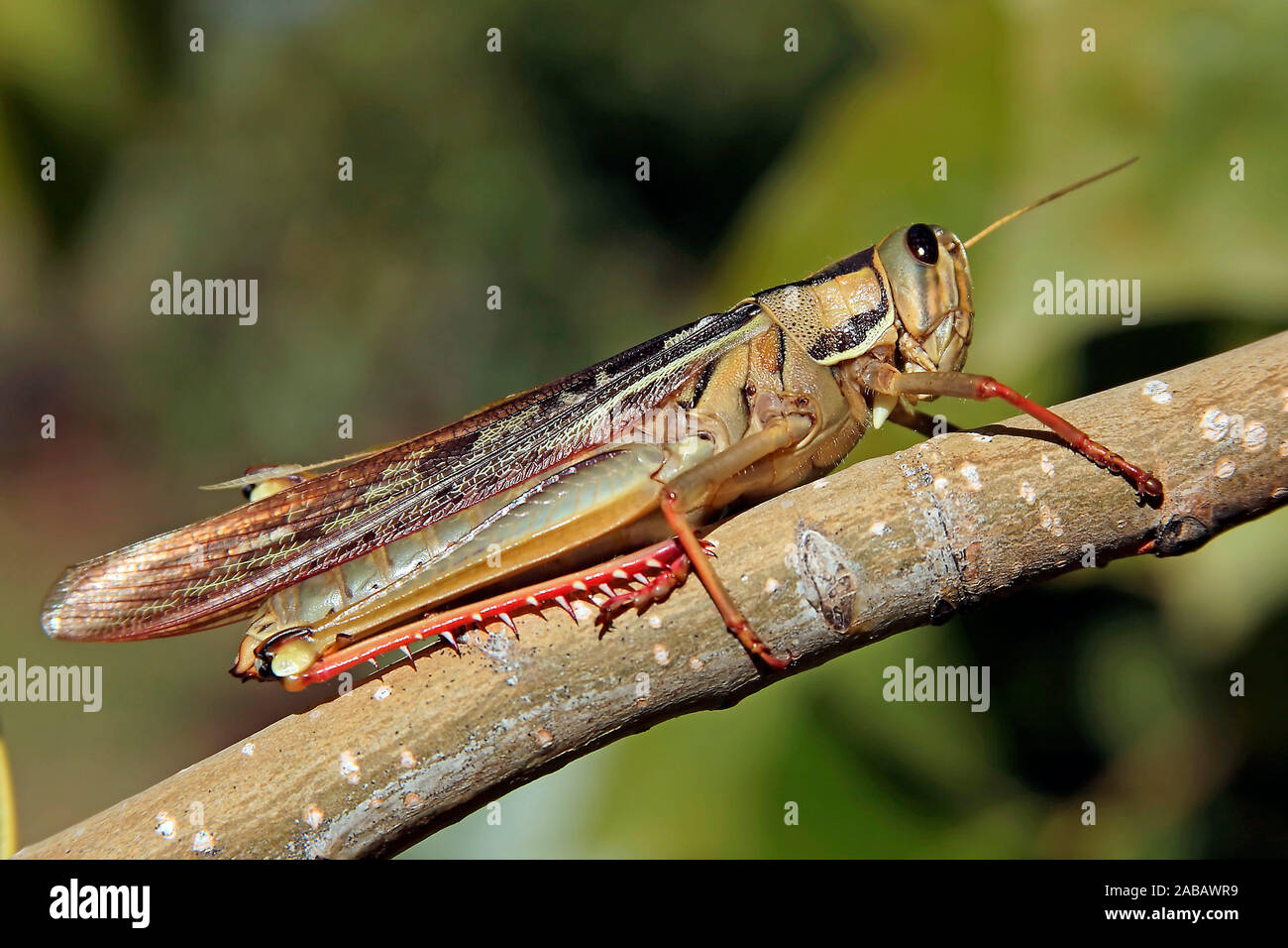 Garten Heuschrecke Stock Photos Garten Heuschrecke Stock Images