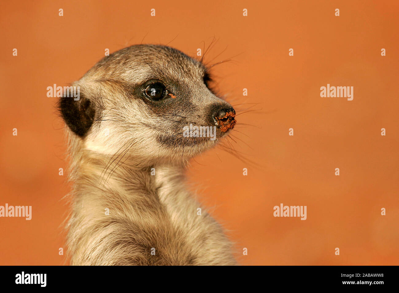 Erdmännchen - Portraet Stock Photo