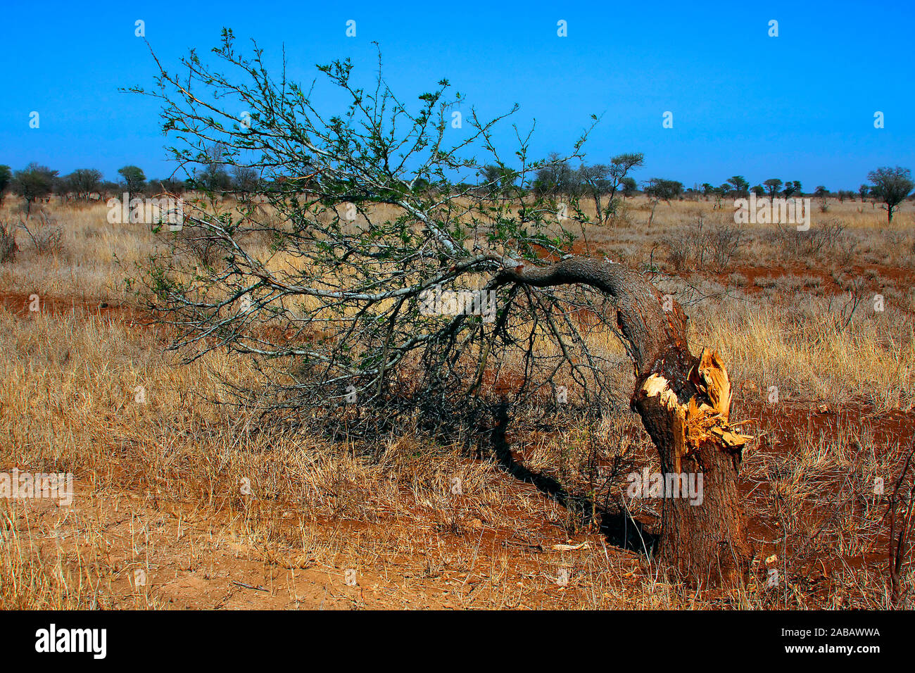Demolierter Baum in Landschaft - Südafrika Stock Photo