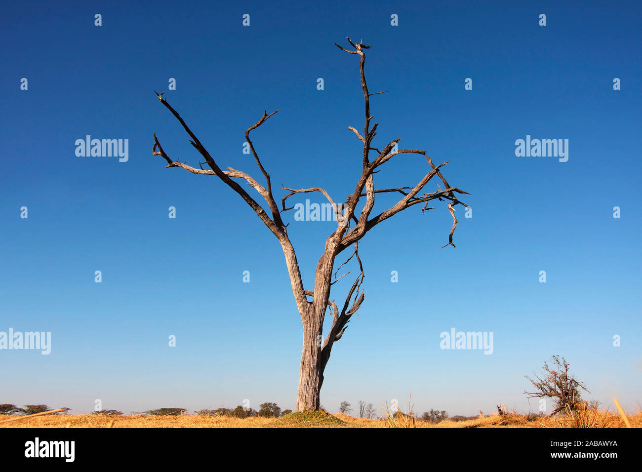 Abgestorbener Baum Stock Photo