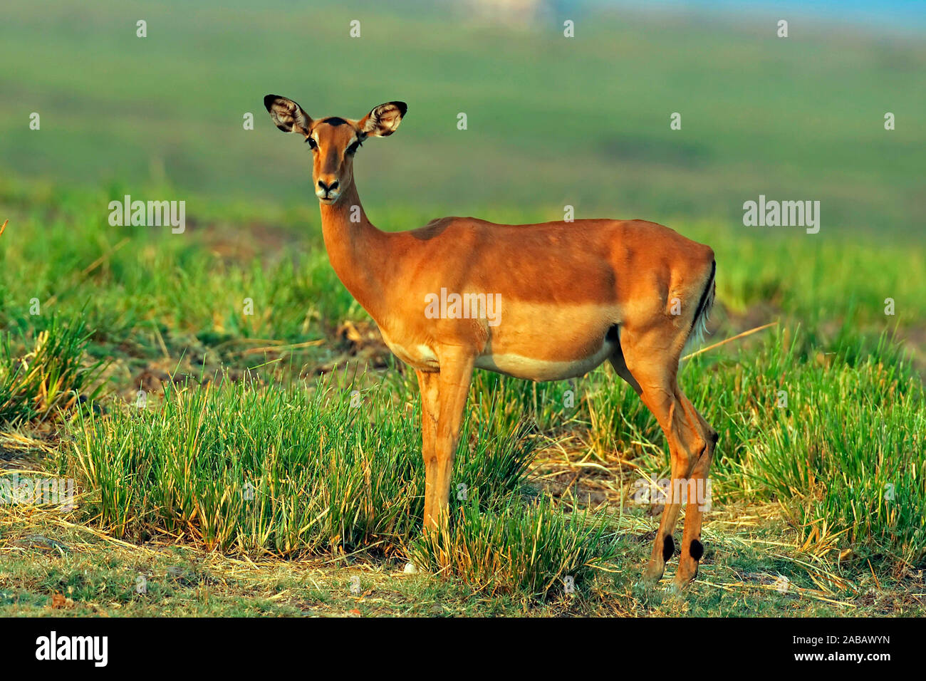 Female impala standing in hi-res stock photography and images - Alamy