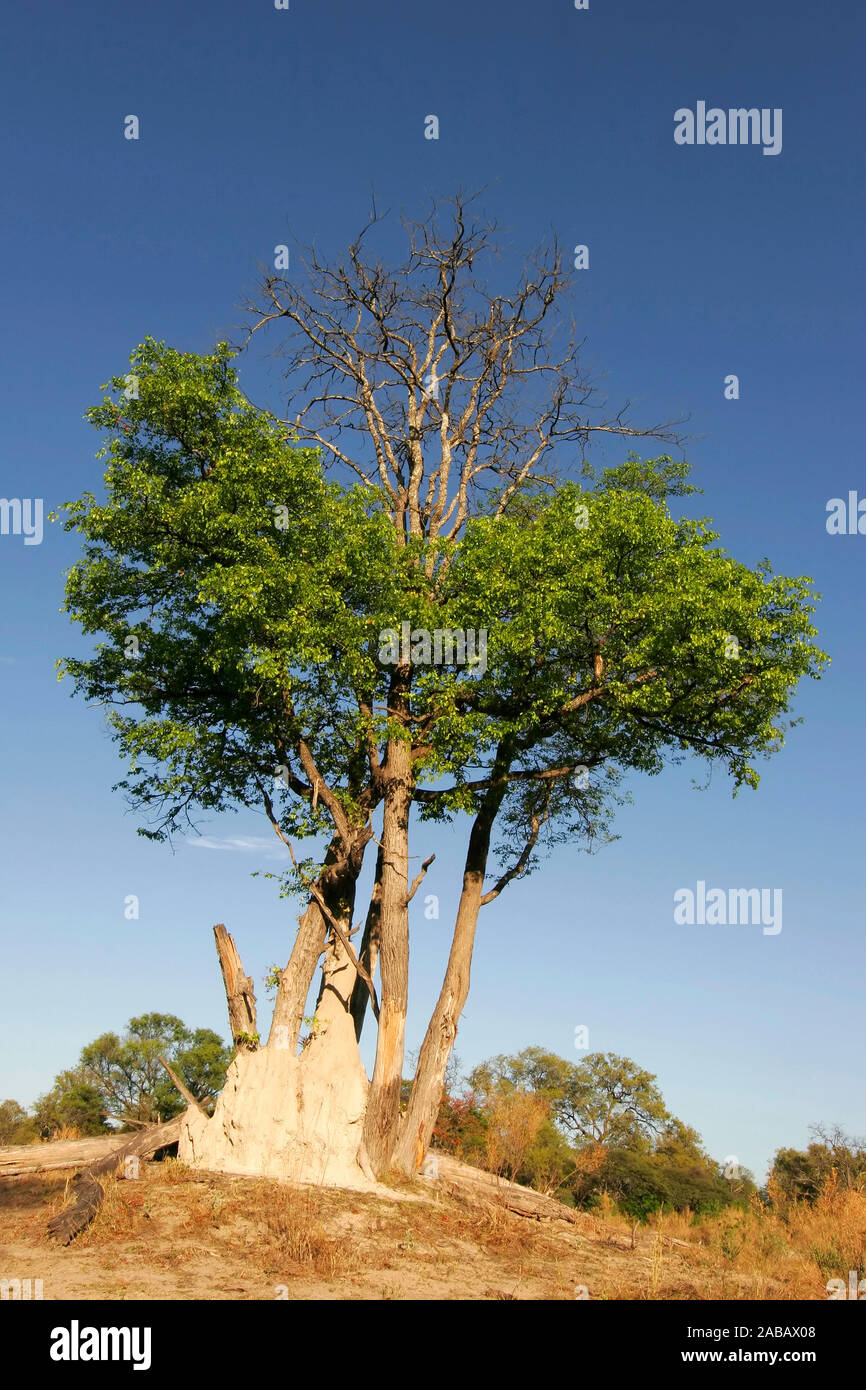 Lebender baum hires stock photography and images Alamy