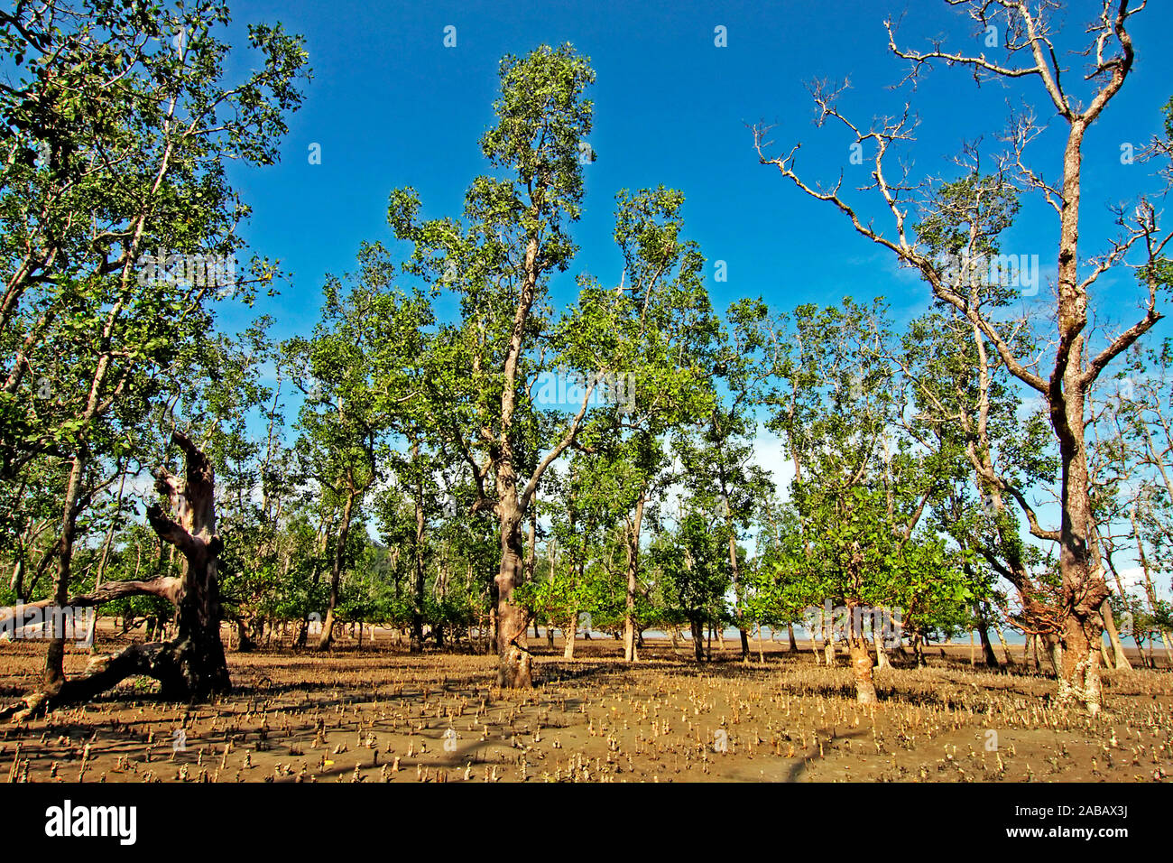Mangrovenwald, Bako NP, Malaysia, Borneo Stock Photo
