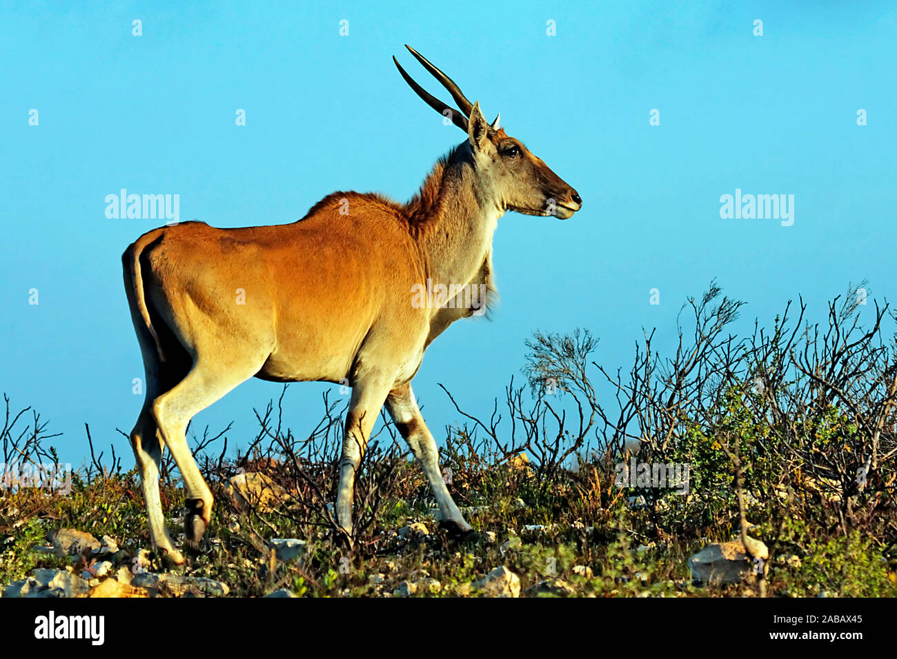 Elan antelope hi-res stock photography and images - Alamy