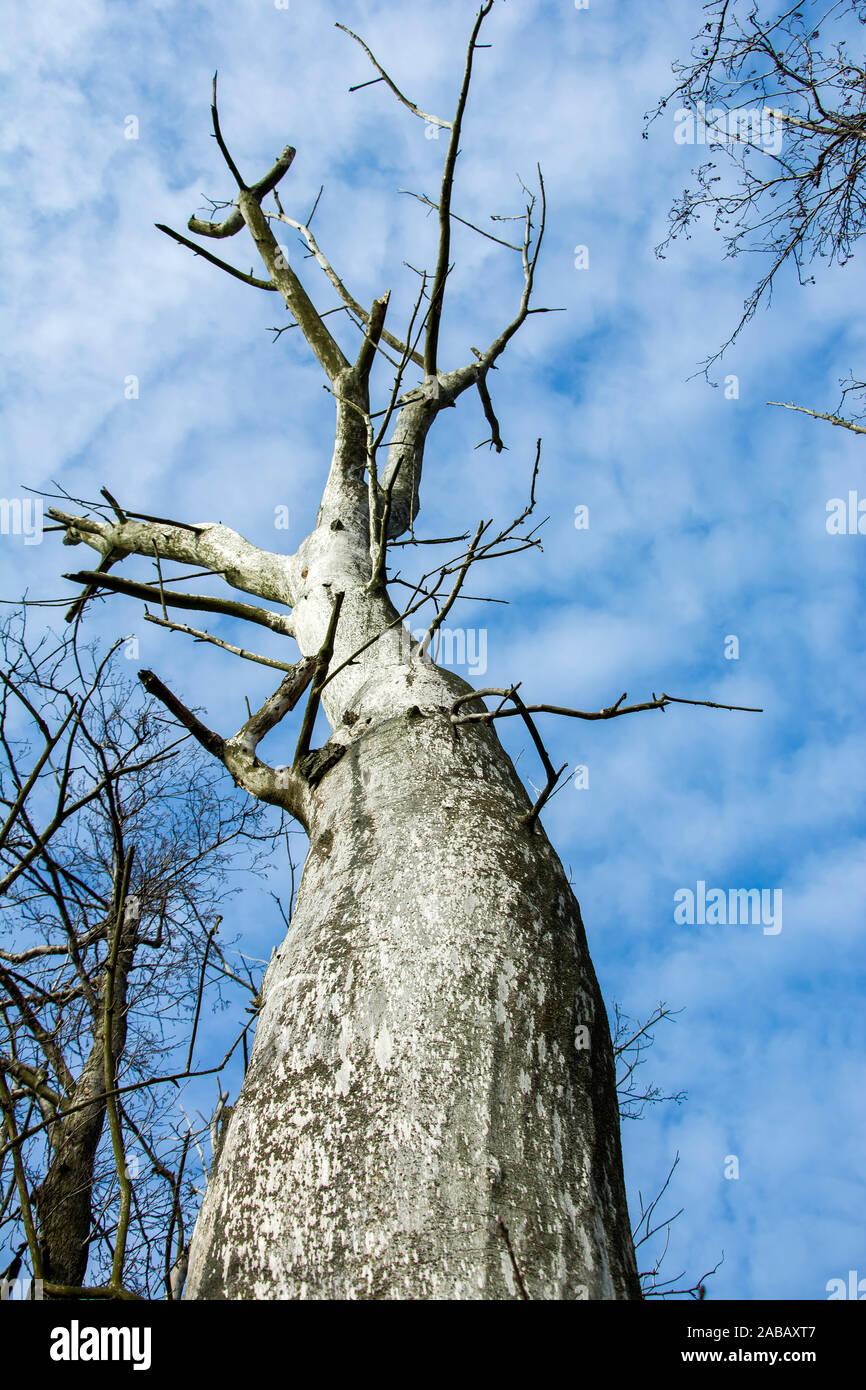 Dry tree sky clouds hi res stock photography and images Alamy
