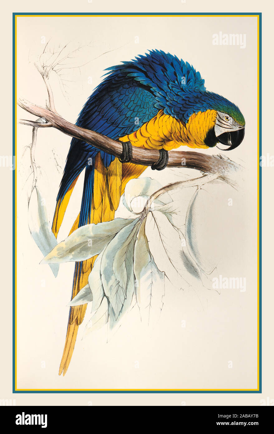 PARROT MACAW 1860’s.  Macrocercus Ararauna - Blue and Yellow Macaw Bird Lithograph Vintage Page Illustration Stock Photo