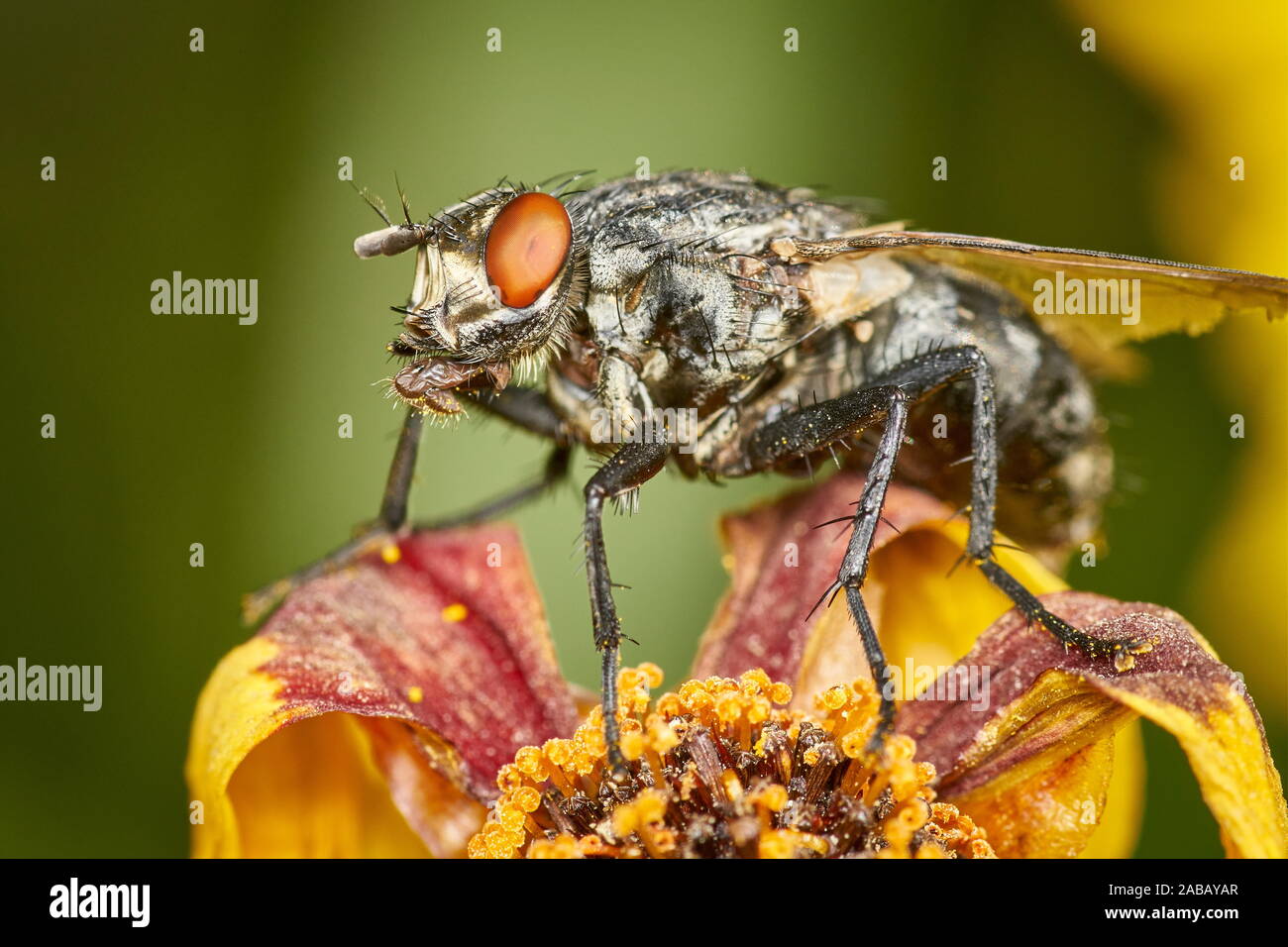 closeup of grey marbled Sarcophaga carnaria sitting on a flower showing detailed body hair Stock Photo