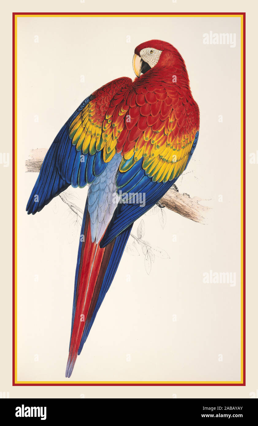 PARROT MACAW Vintage lithograph 1860’s Macrocercus Aracanga - Red and Yellow Macaw Parrot Historic Page Illustration Stock Photo