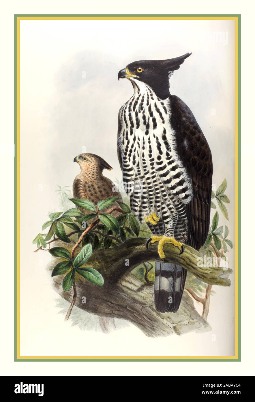 CRESTED EAGLE Vintage 1860’s Spizaetus alboniger Black-and-White Crested Eagle Lithograph Illustration  John Gould. Artist Author The birds of Asia. London : Printed by Taylor and Francis : Published by the author, 1850-1883. Stock Photo