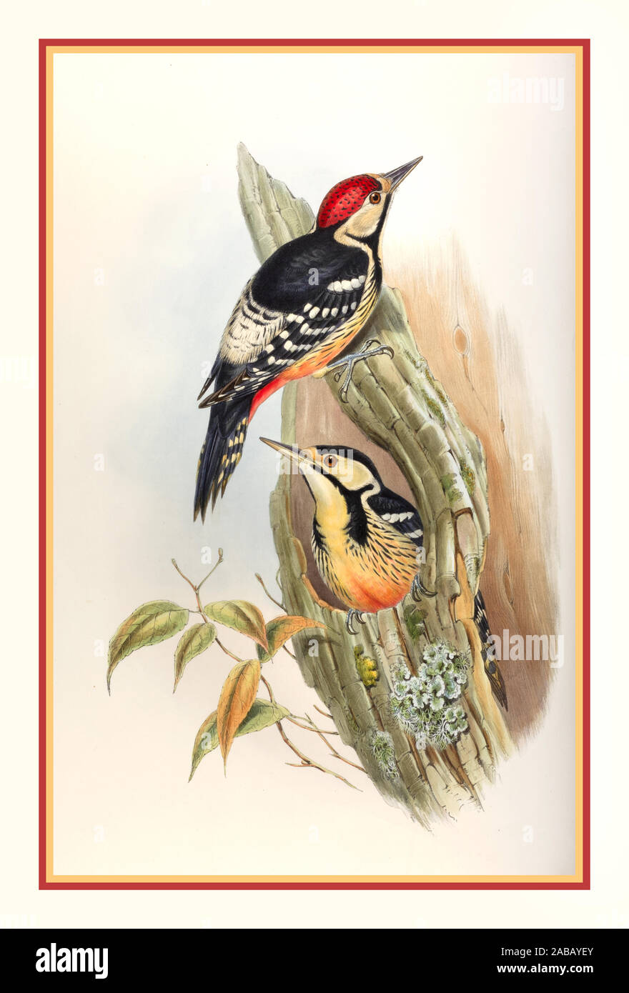 Vintage 1860’s lithograph WOODPECKER Picus insularis, Formosan Spotted Woodpecker Asia Rare Illustration  John Gould, (British painter, ornithologist, 1804-1881) illustrations Birds --Pictorial art works Colophon: Taylor and Francis. Completed by R. Bowdler Sharpe. Each plate accompanied by leaf with descriptive letterpress John Gould. The birds of Asia. London : Printed by Taylor and Francis : Published by the artist author, 1850-1883. Stock Photo