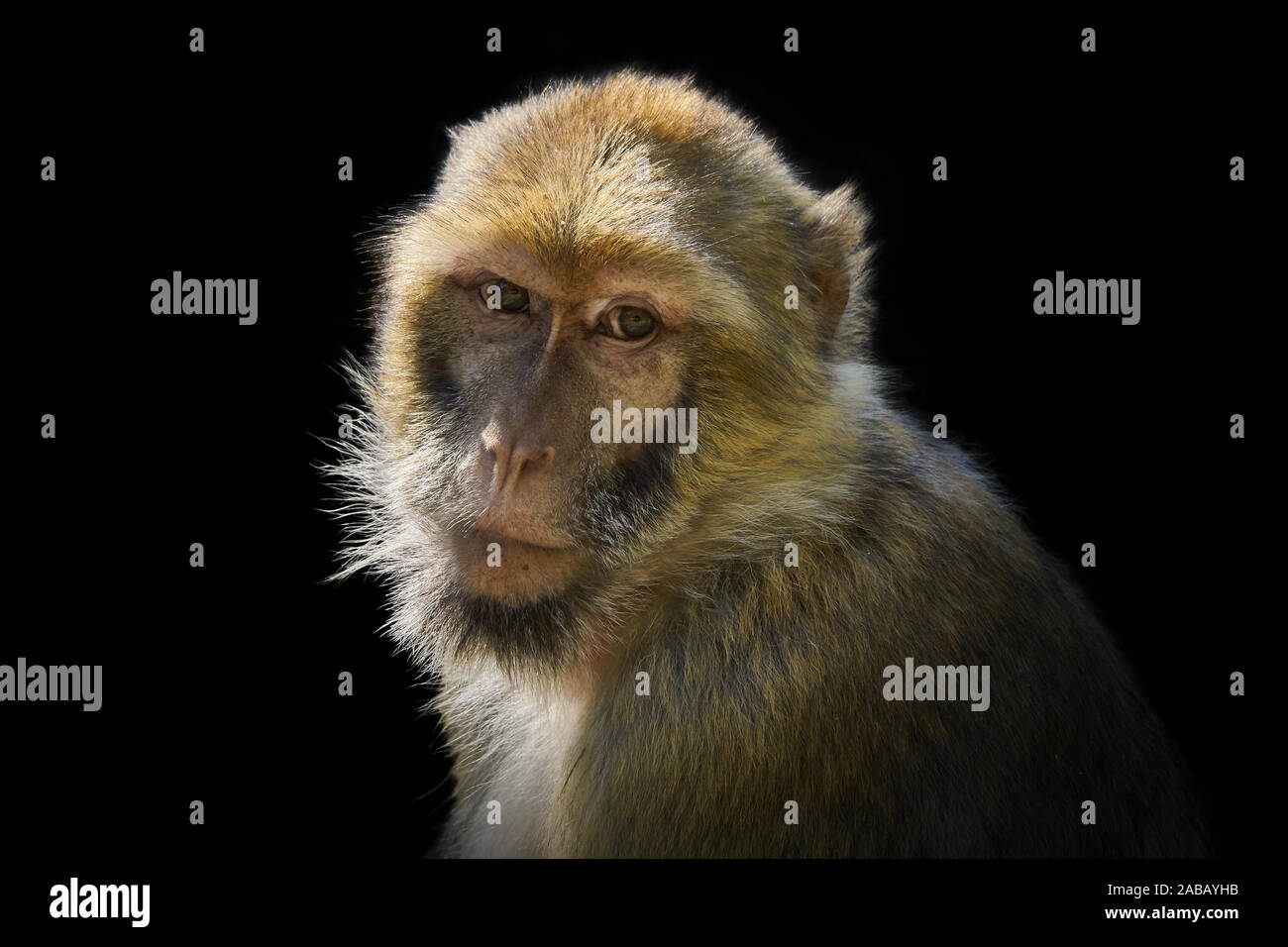 monkey portrait isolated on black background Stock Photo