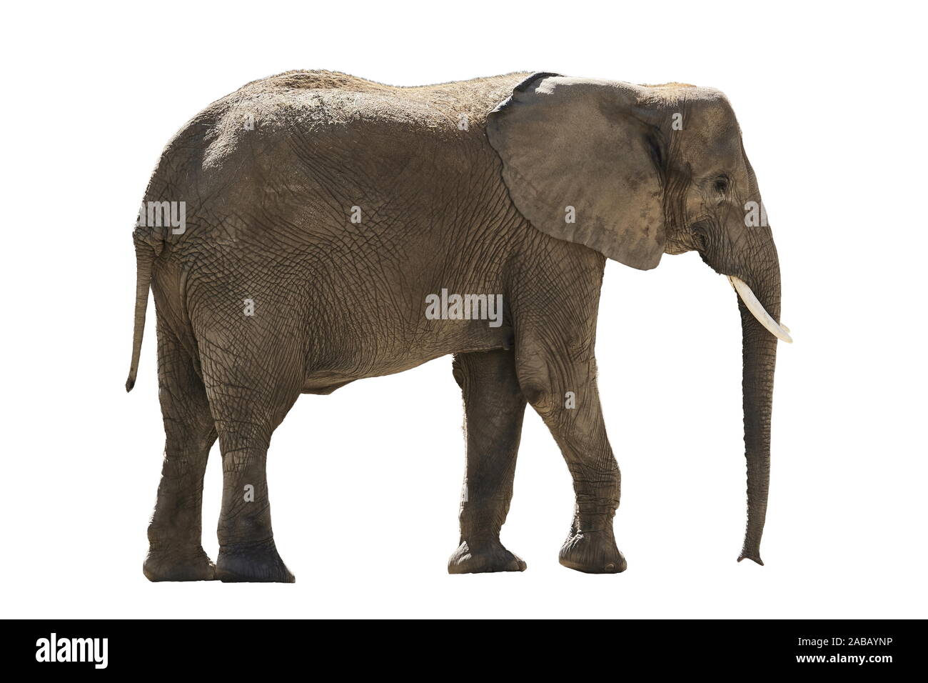 african Elephant isolated on white background Stock Photo - Alamy