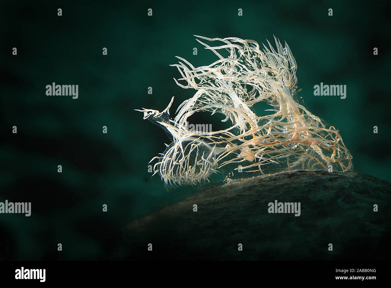 Nudibranch Melibe Colemani. Underwater macro photography from Romblon, Philippines Stock Photo