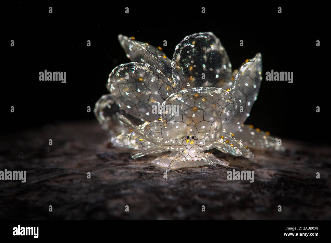 Dark-Net Butterfly Slug Cyerce sp. 4, NSSI2. Underwater macro photography from Romblon, Philippines Stock Photo