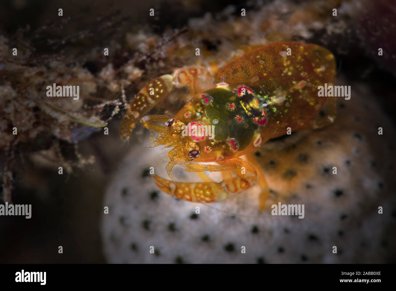 Shrimp odontonia katoi hires stock photography and images Alamy