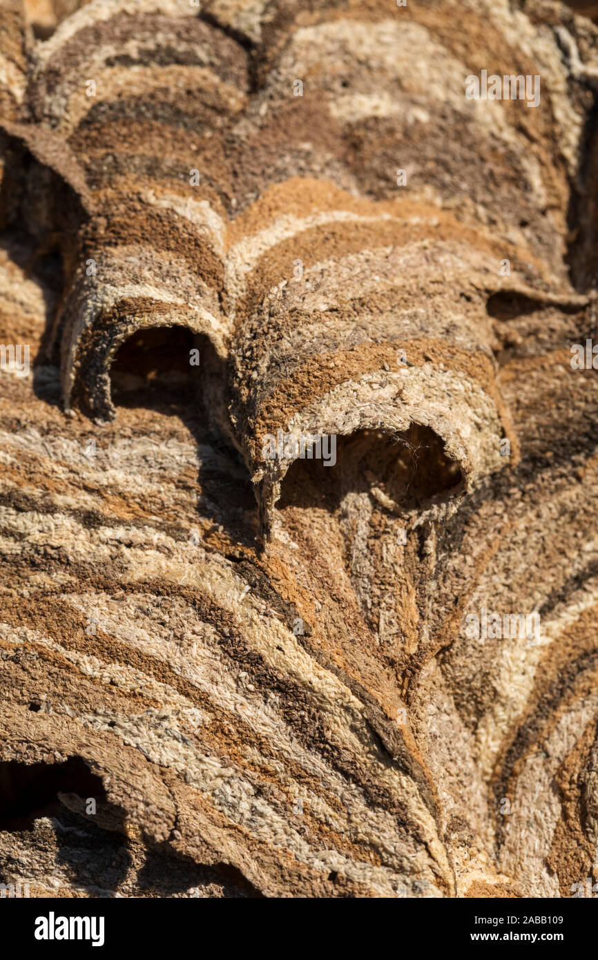 Hornet; Vespa crabro; Detail of Nest; UK Stock Photo