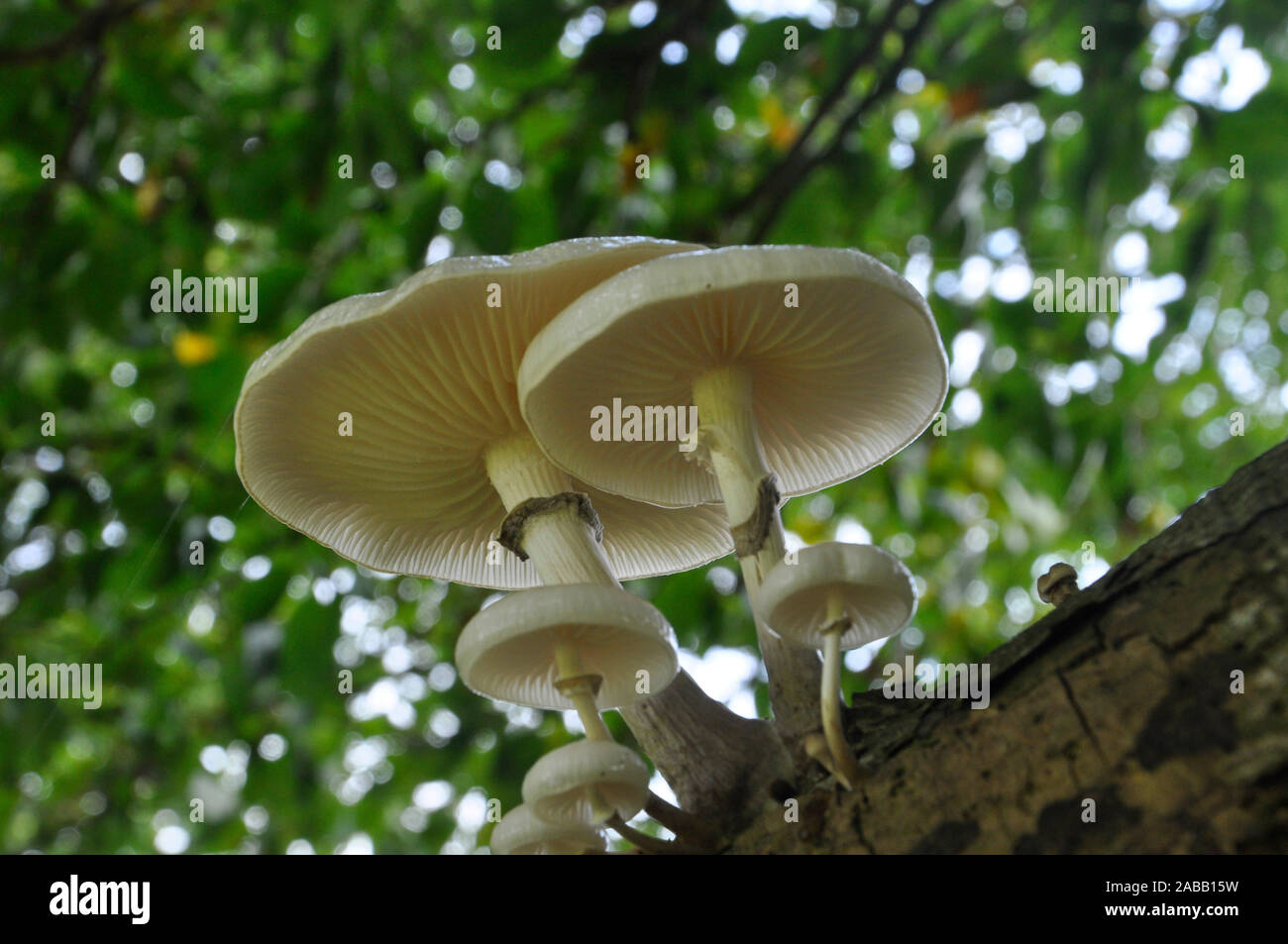Porcelain fungus ,Oudemansiella mucida, growing on a dead branch, viewed from below, Stourhead, Wiltshire,UK Stock Photo