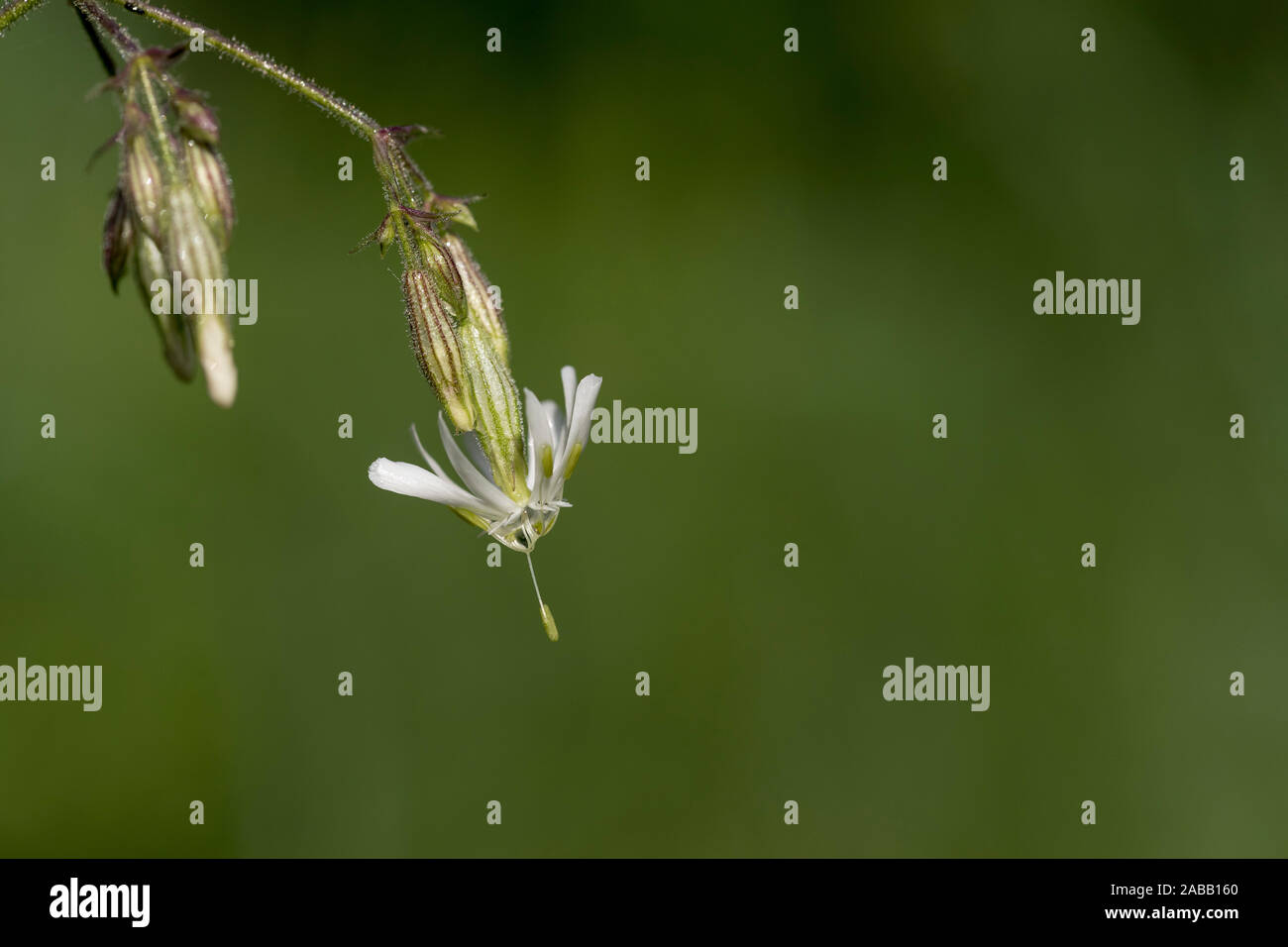 Nottingham Catchfly; Silene nutans; Flowering; Hungary Stock Photo