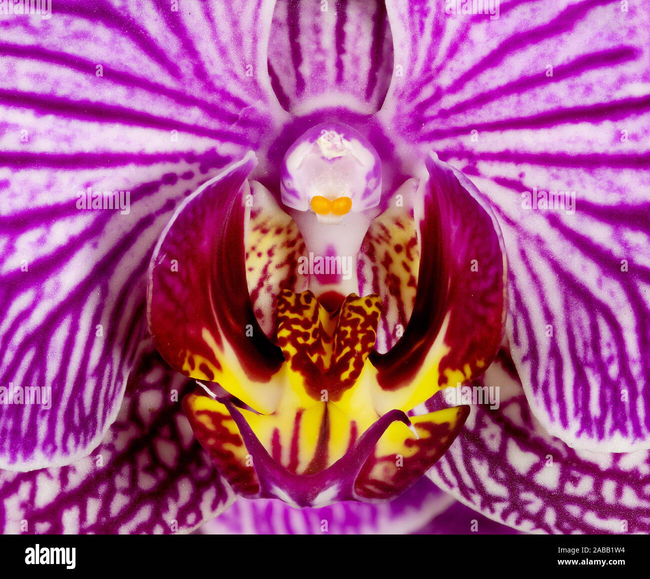 Beautiful Purple orchid flower (Imperial orchid, orchis mascula) closeup macro on black background Stock Photo