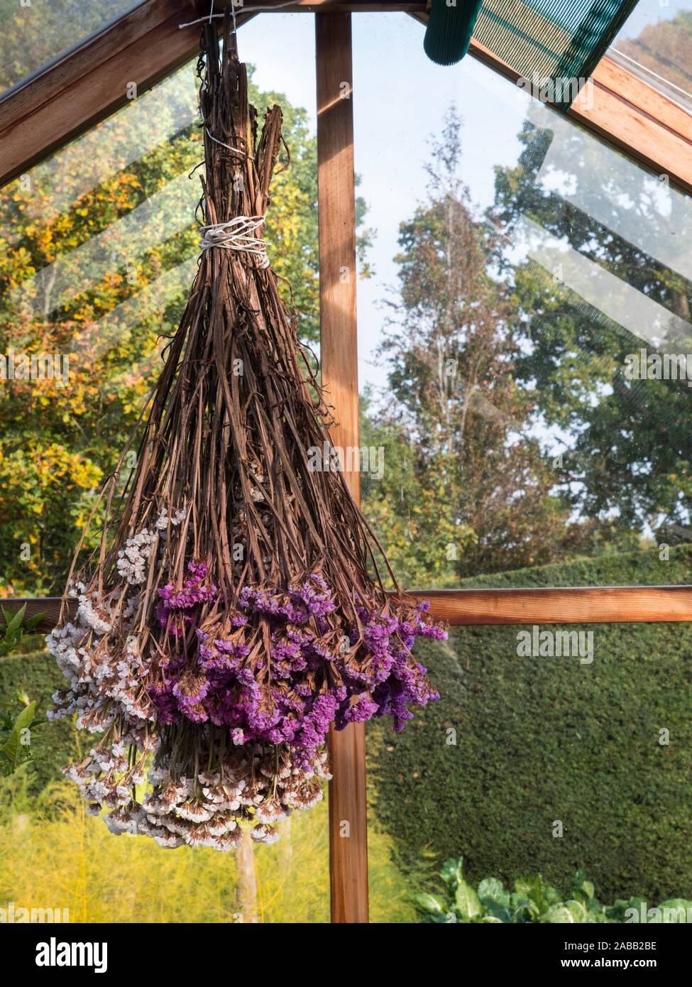Dried flower arrangement 'limonium sinuatum' everlasting flower hanging as a focal point in traditional wooden greenhouse, in autumn sunshine Stock Photo