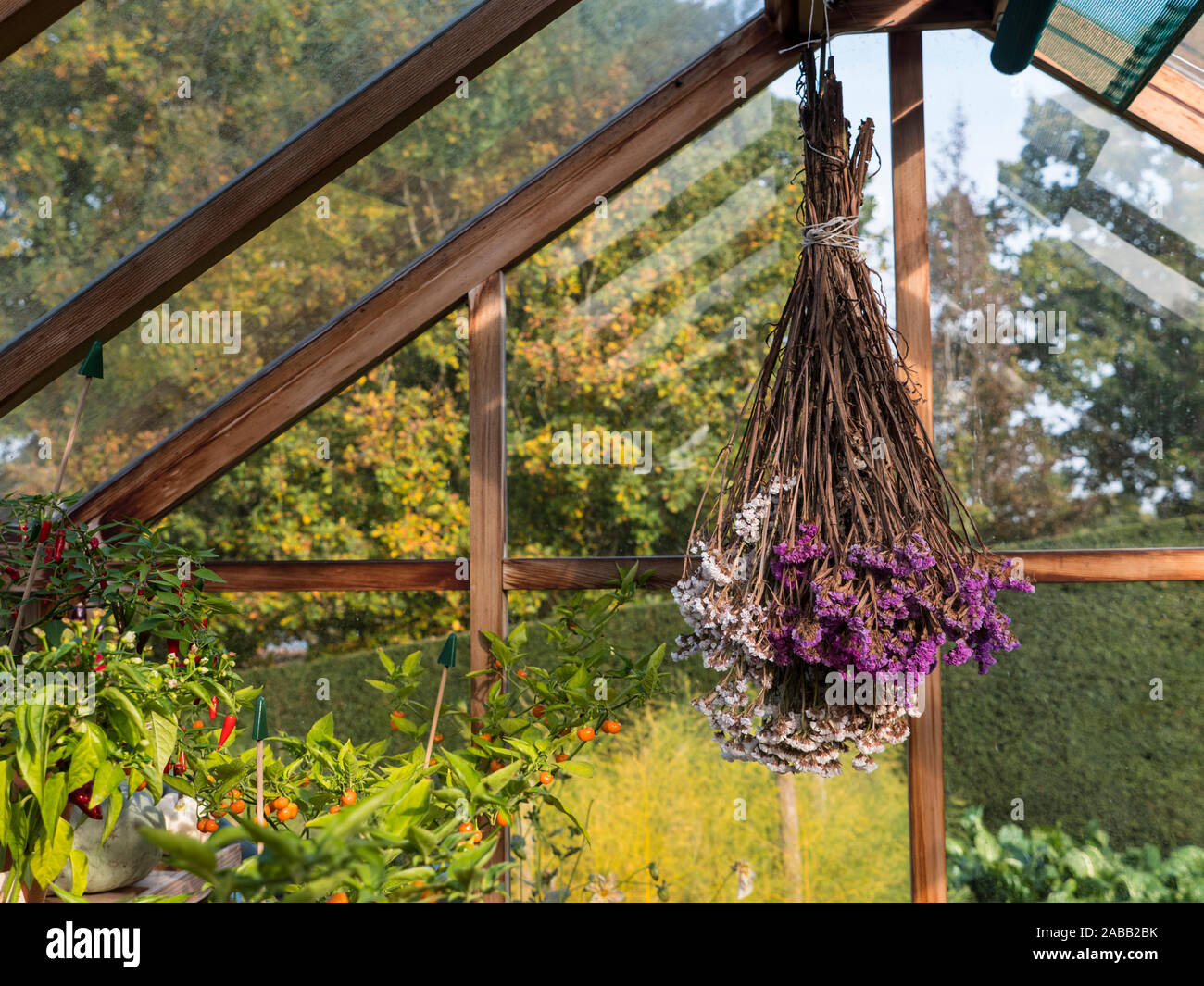 GREENHOUSE AUTUMN Dried flower arrangement 'limonium sinuatum' everlasting flower hanging as a focal point in traditional wooden greenhouse, with chilli peppers potted alongside in autumn sunshine Stock Photo