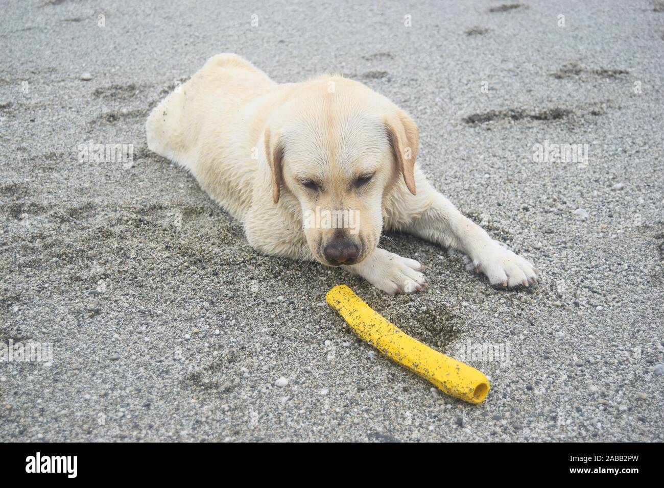 This Golden Labrador Puppy For Sale Near Me Is Going Viral - ksd36so