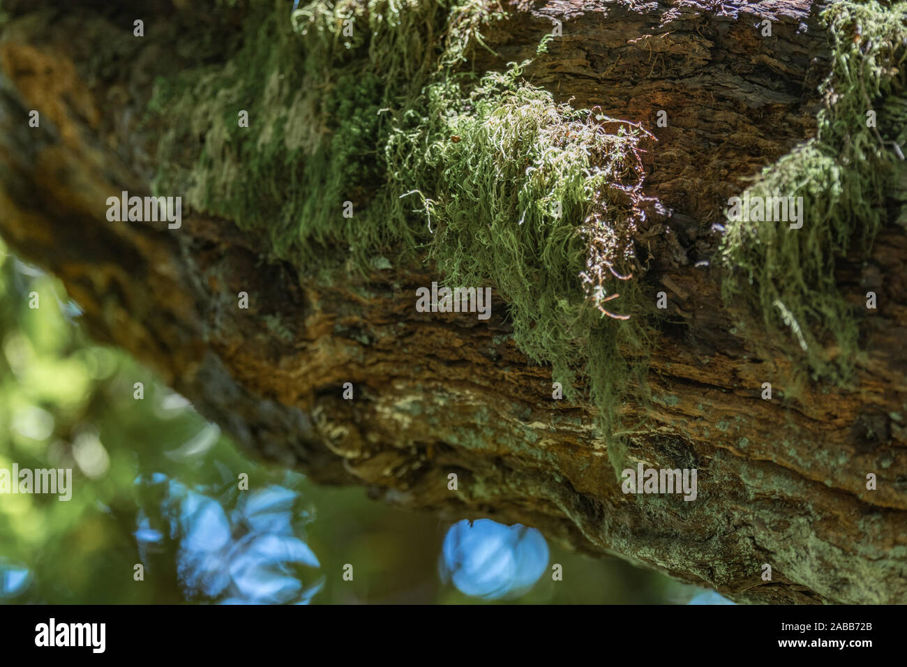 Close up, selective focuse. Trunk of giant laurel covered by wet lichen. Travel postcard. Garajonay National Park, La Gomera. Stock Photo