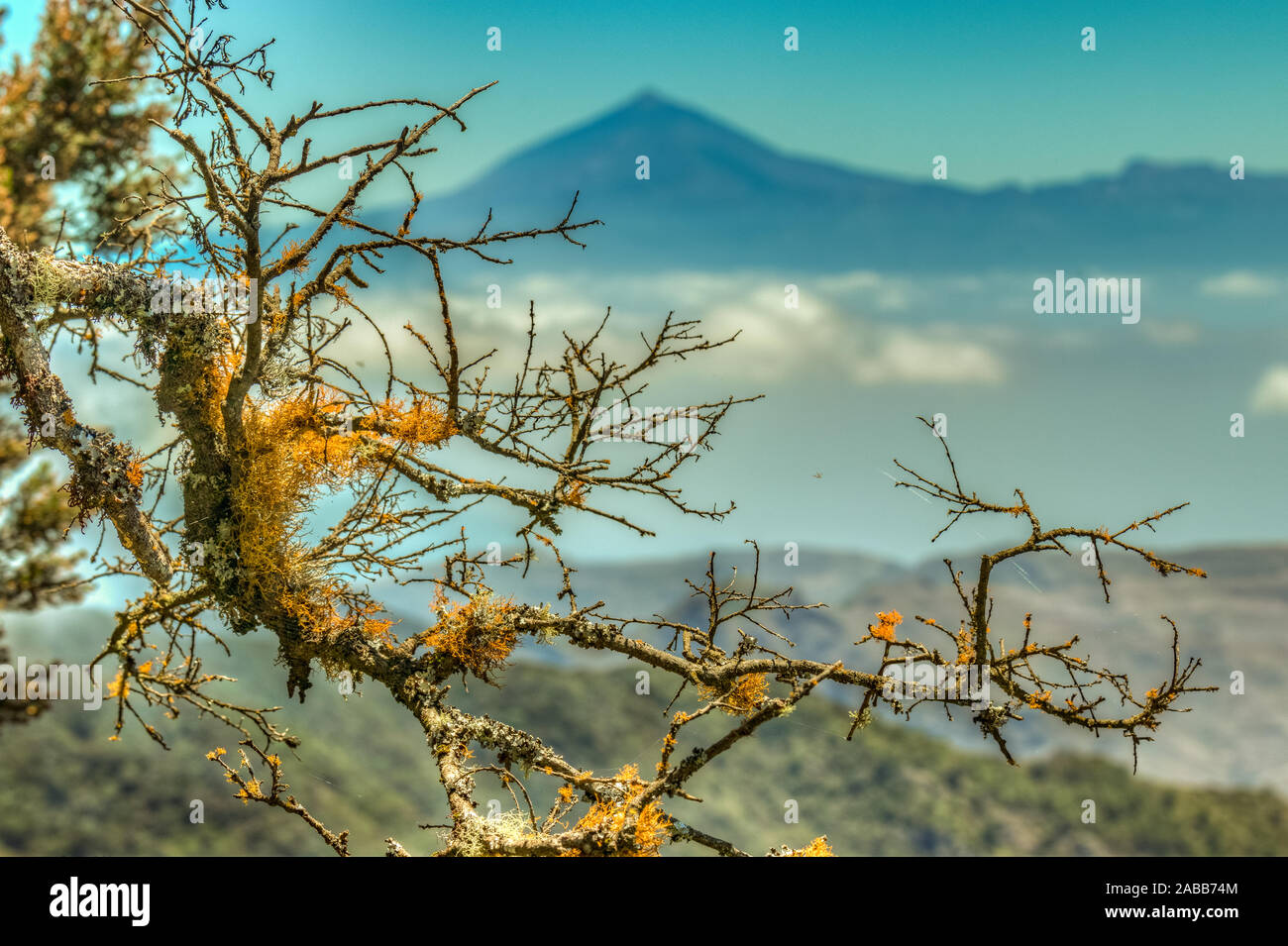 Close up, selective focuse. Giant Laurels and Heather with wet lichen branches. Island of Tenerife and volcano Teide in the blurred background. Travel Stock Photo