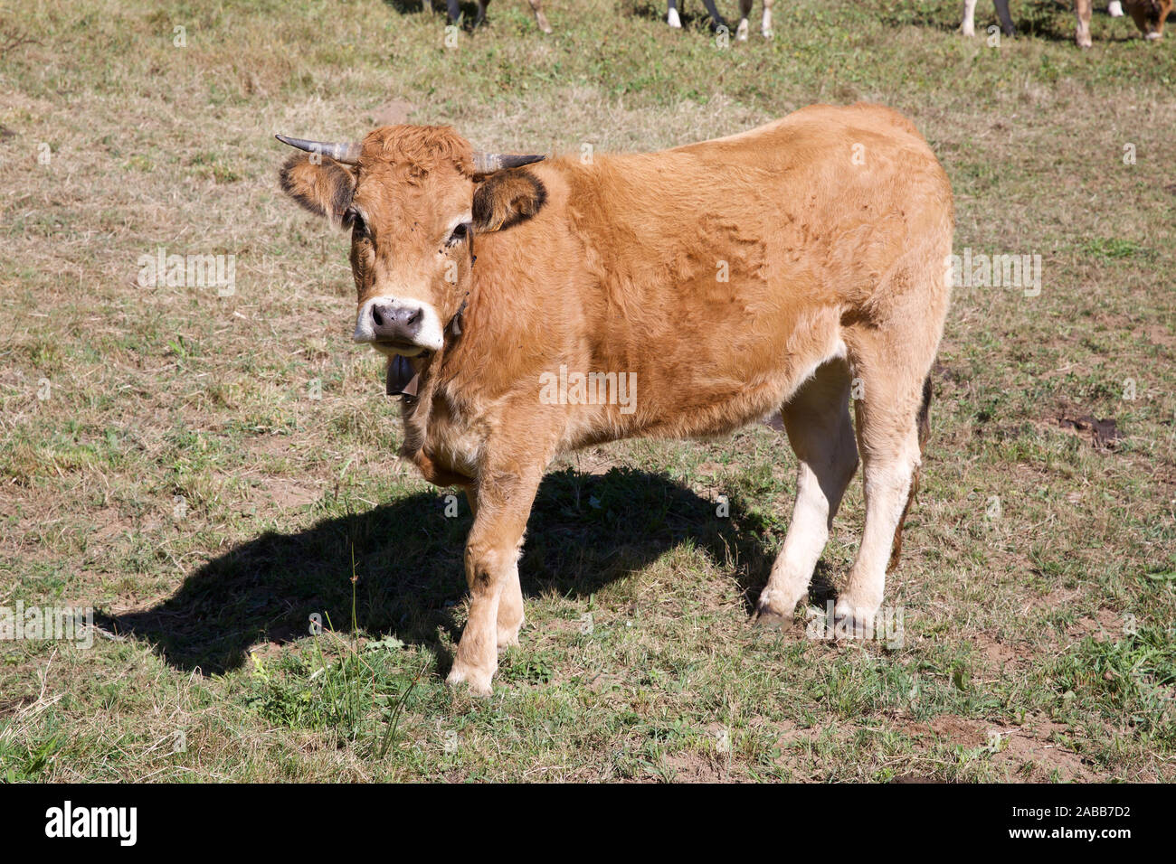Aubrac Cows Stock Photos & Aubrac Cows Stock Images - Alamy