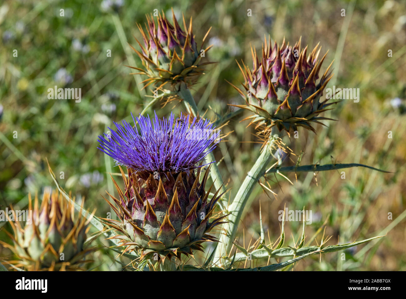 Cardoon. Beautiful flower of purple canarian thistle with bees on it close-up. Flowering thistle or milk thistle. Cynara cardunculus, alcachofa silves Stock Photo
