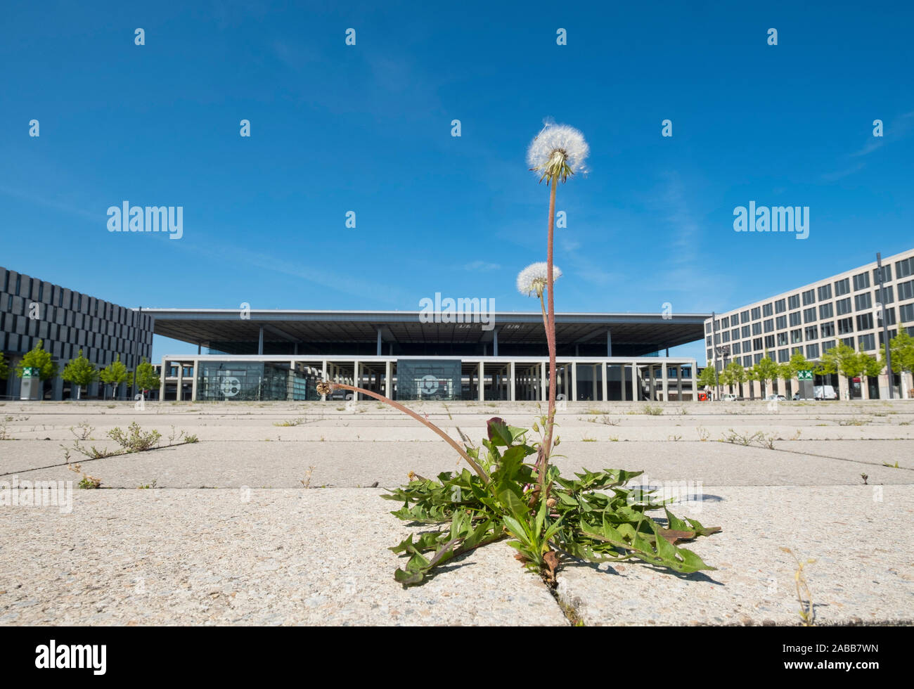 View of weeds growing at new Berlin Brandenburg Airport Willy Brandt uncompleted and 7 years behind schedule in Berlin Germany Stock Photo