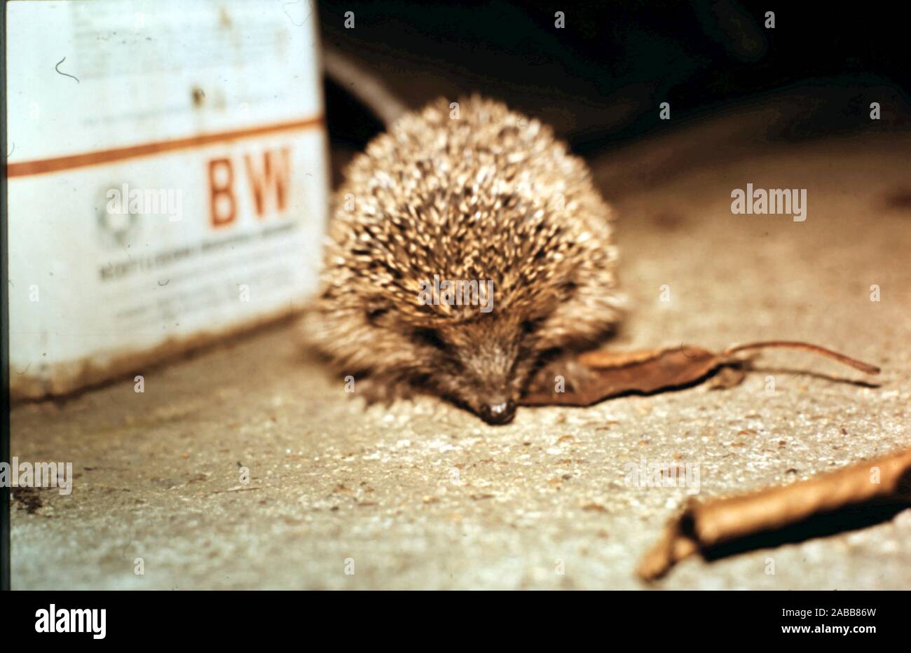 Hedgehog, vintage tin of oil in garden, Essex UK, circa late 1960's early 1970's Stock Photo