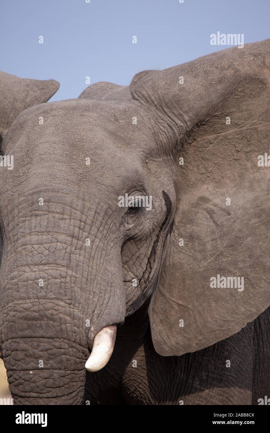 African bull elephant during musth, the characteristic fluid can be seen on the side of its head. Stock Photo