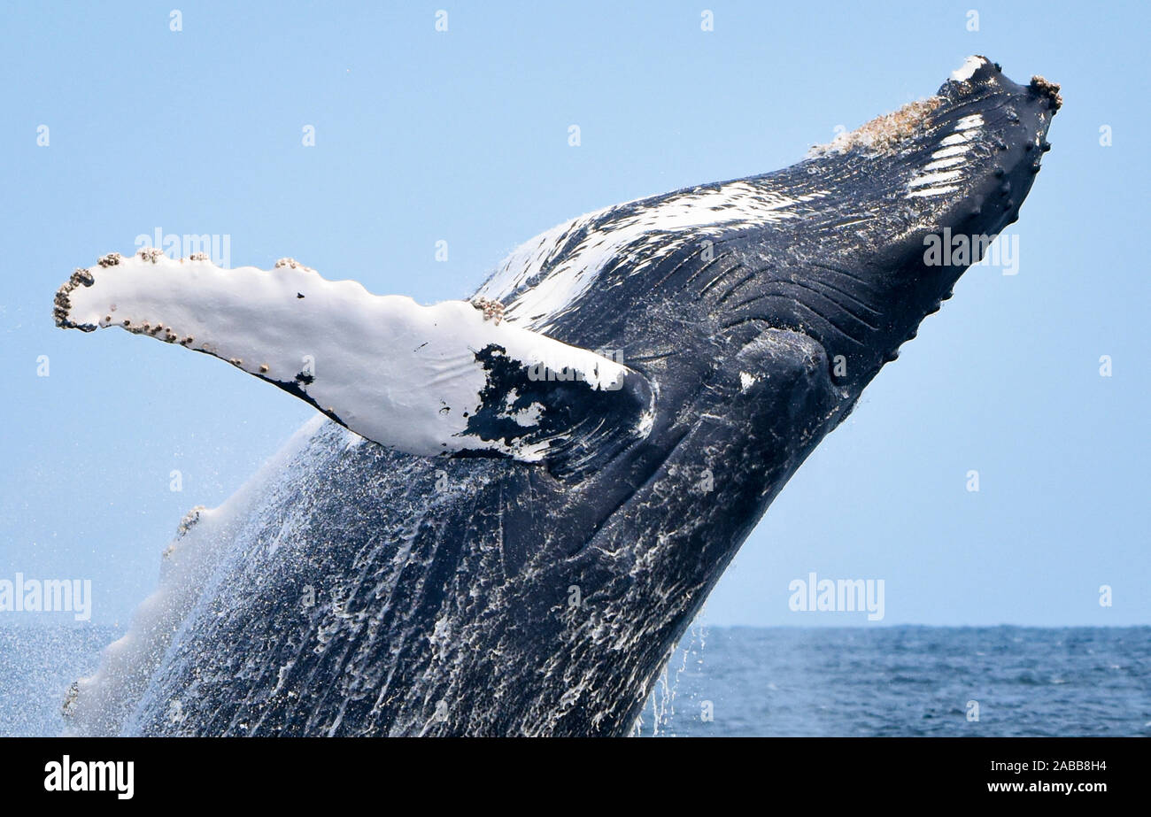 Close-up of a breaching humpback whale's head and flipper. Stock Photo