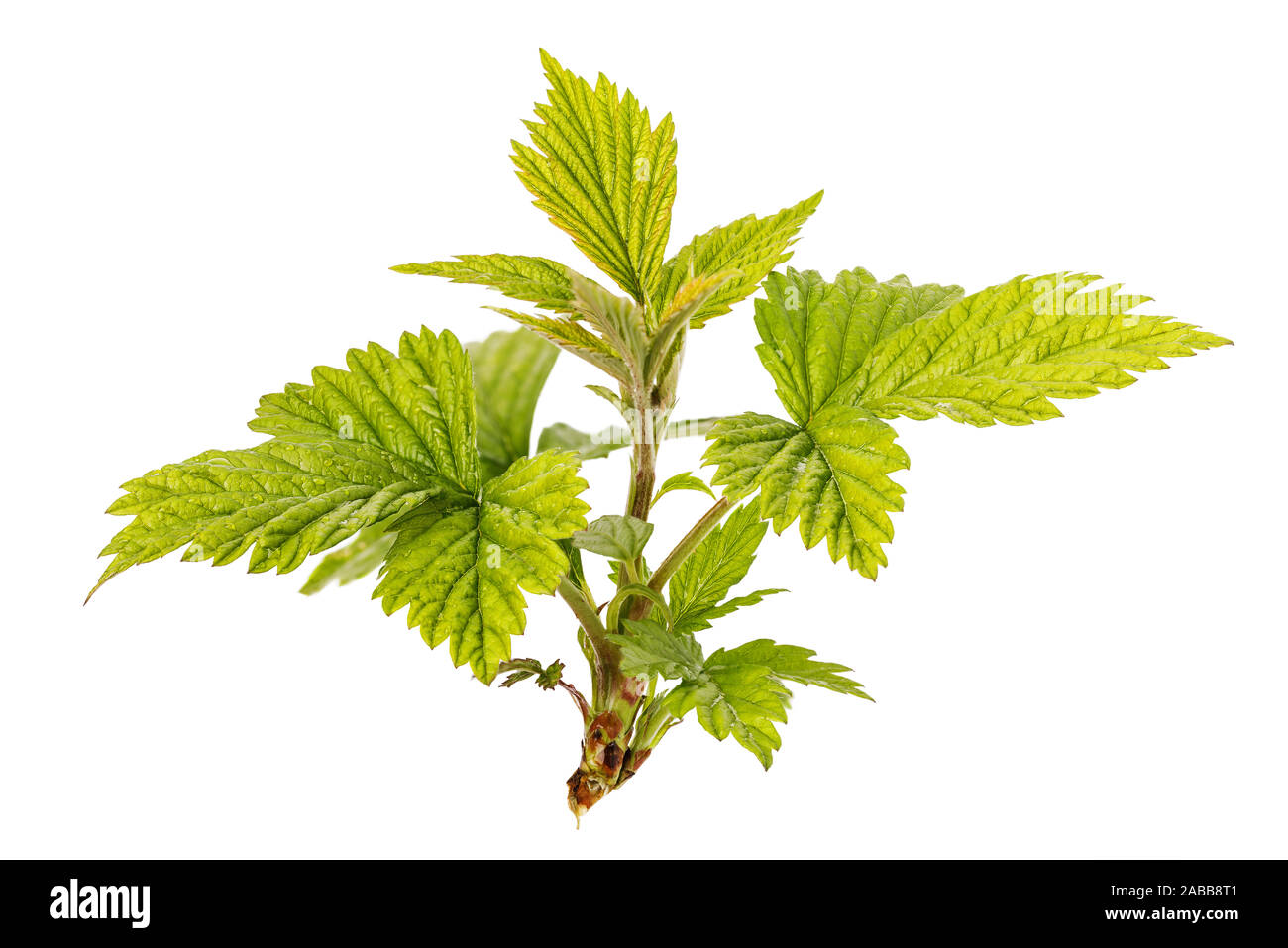Young leaves on a raspberry branch isolated on white background Stock Photo