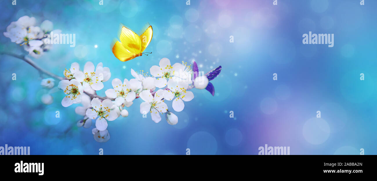 Beautiful branch of flowering apricot tree with yellow butterfly in blue or violet spring light background macro. Blue neon color image nature. Banner Stock Photo