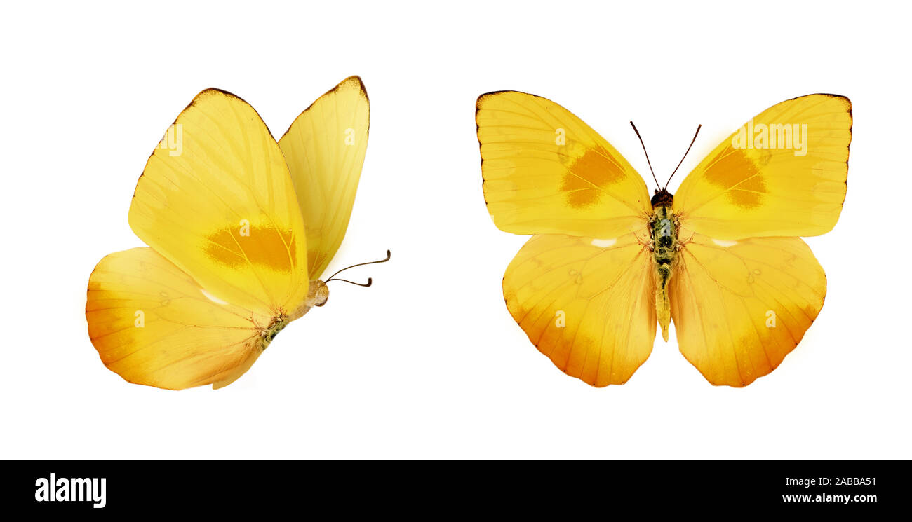 Two beautiful yellow butterflies Phoebis philea isolated on white background. Butterfly with spread wings and in flight. Stock Photo