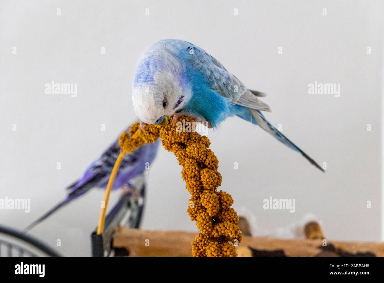 Birds That Eat Millet