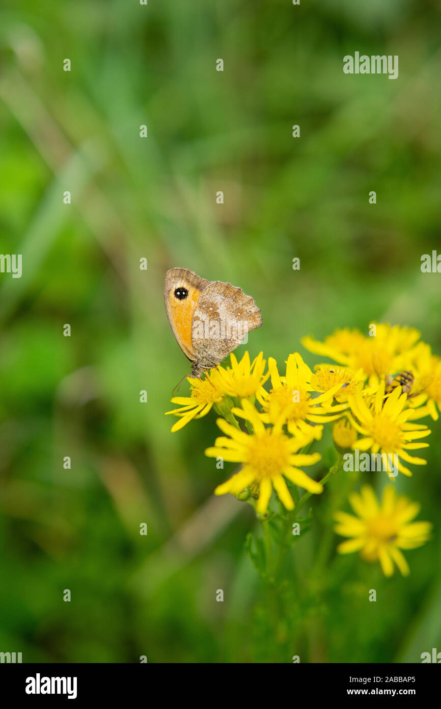 Hedge brown butterfly (Pyronia tithonus) on a flower, England, UK Stock Photo