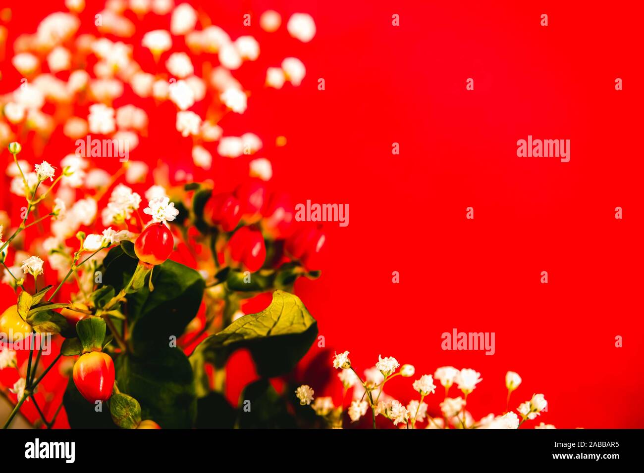 Bouquet of flowers for wedding or Valentine's day greeting card. Red berries and gypsophilas or Baby's-Breath on red background, selective focuse. Stock Photo