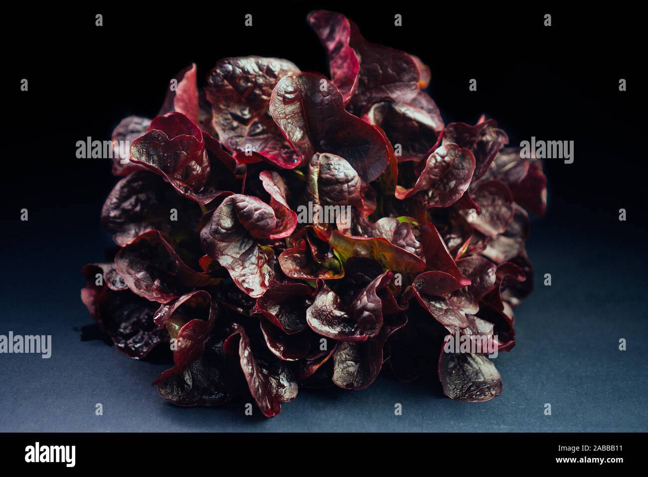 Red Oak leaf lettuce salad on black background Stock Photo